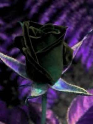 toujour dima je veux brit fleur wrda noire k7la hhh